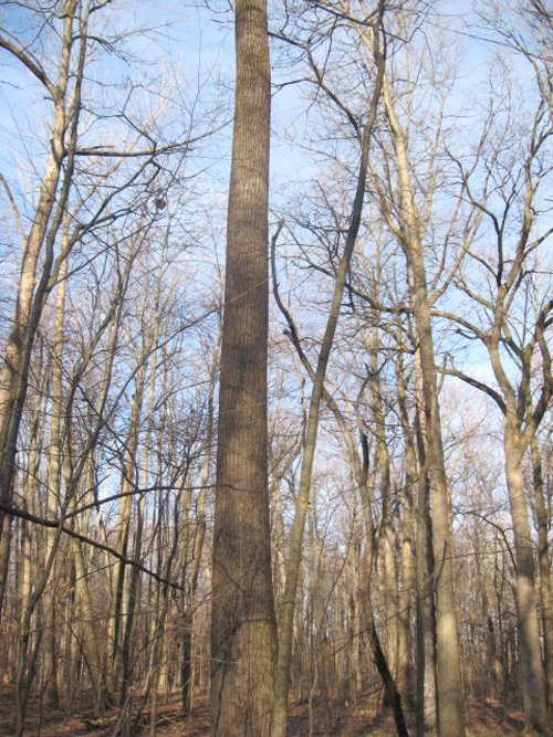 Property photo 1 - 44 Acres Offered in 3 Tracts
